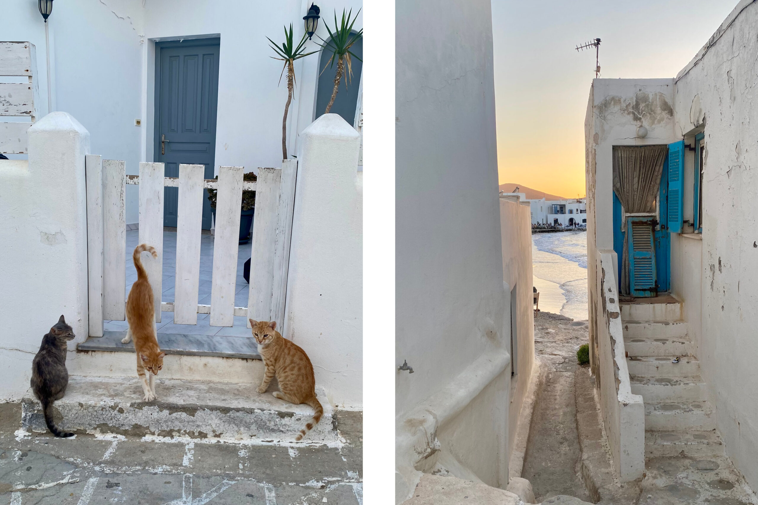 Cats and buildings in laneways of Naousa, Paros. 