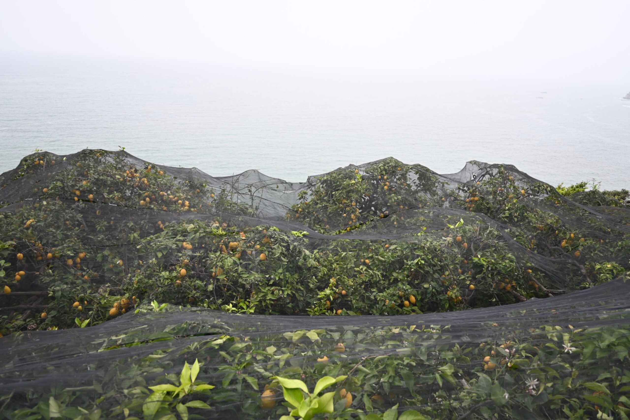 Lemon groves in Italy's Amalfi Coast. 